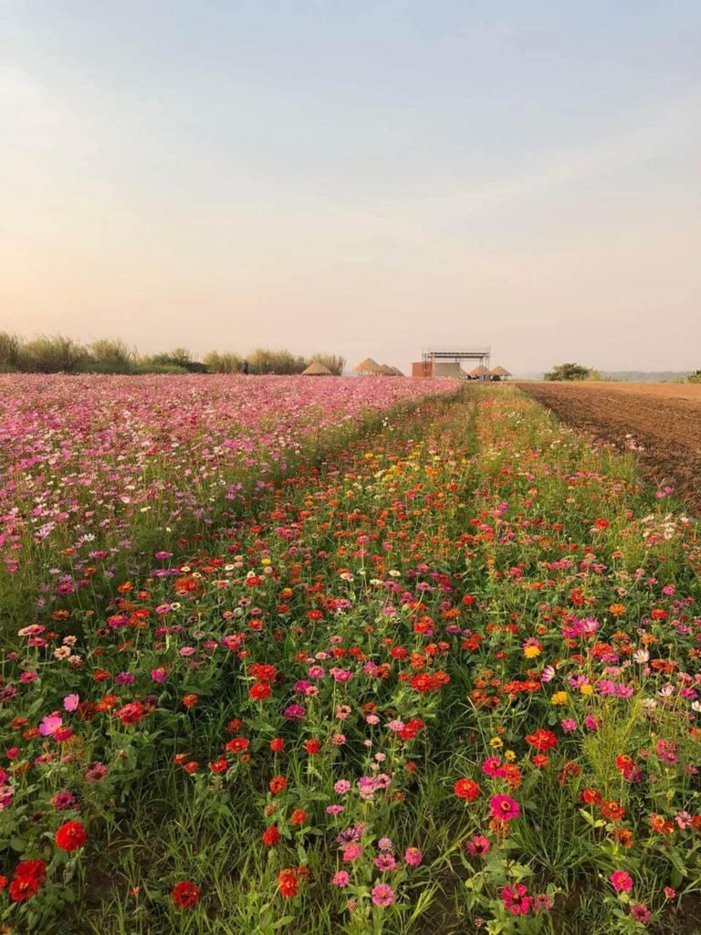 A side-by-side view of a tropical garden showing a fully blooming pink cosmos field next to newly planted rows of colorful zinnias.
