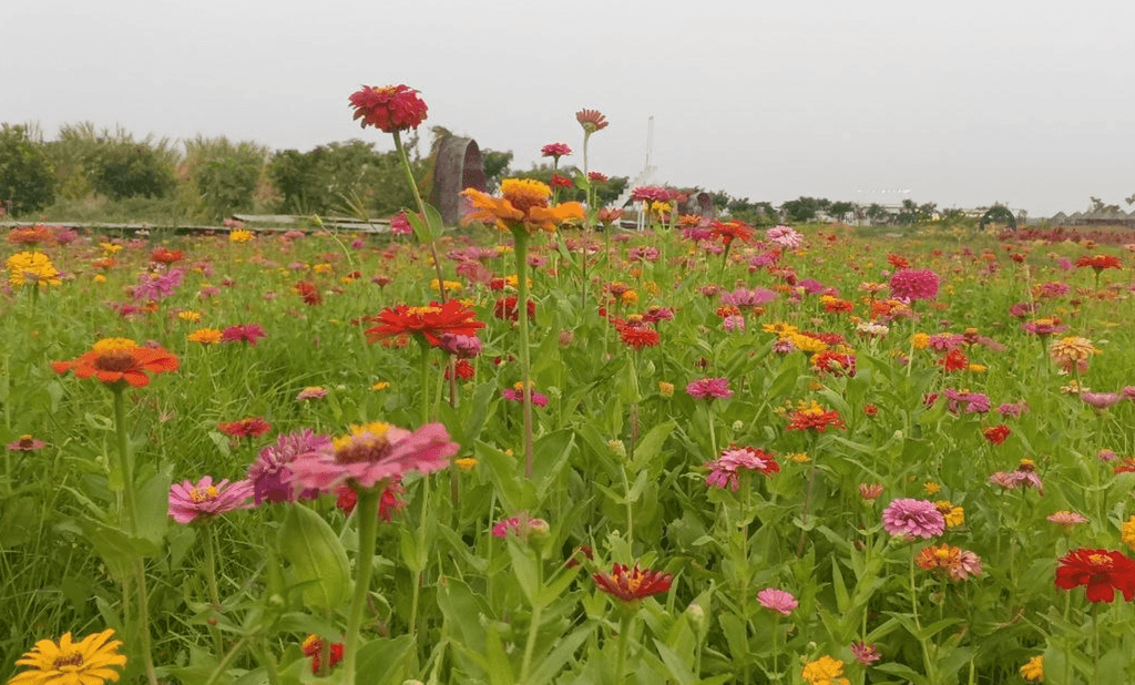 A vibrant field of blooming Zinnia flowers at Dream Garden.